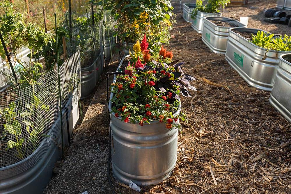 Water troughs are repurposed as container gardens in the Heritage Garden.