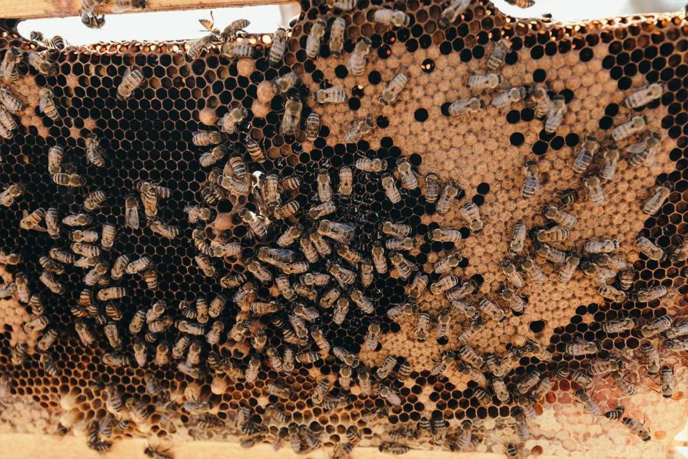 Bees of the 养蜂场 at Concordia’s Heritage Garden